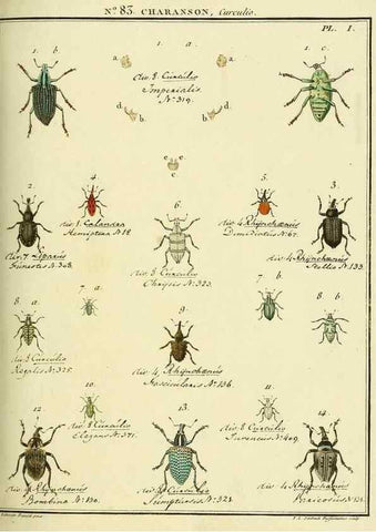 Reproducción/Reproduction 35864750825: Entomologie, ou, Histoire naturelle des insectes :. A Paris :De l'Imprimerie de Baudoin,1789-1808.