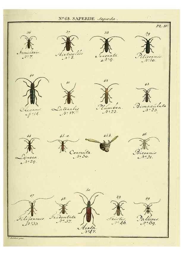 Reproducción/Reproduction 35732852071: Entomologie, ou, Histoire naturelle des insectes :. A Paris :De l'Imprimerie de Baudoin,1789-1808.