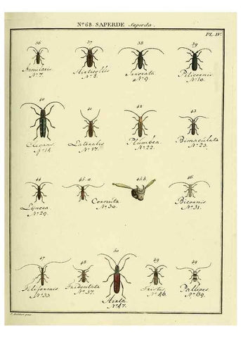 Reproducción/Reproduction 35732852071: Entomologie, ou, Histoire naturelle des insectes :. A Paris :De l'Imprimerie de Baudoin,1789-1808.