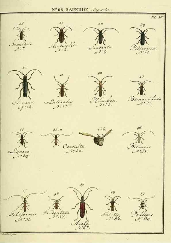 Reproducción/Reproduction 35732852071: Entomologie, ou, Histoire naturelle des insectes :. A Paris :De l'Imprimerie de Baudoin,1789-1808.
