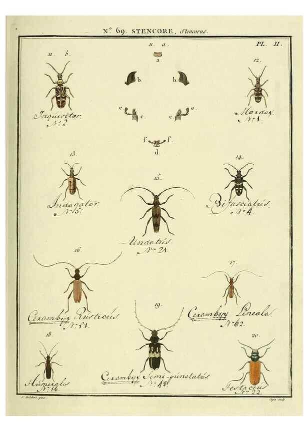 Reproducción/Reproduction 35732853471: Entomologie, ou, Histoire naturelle des insectes :. A Paris :De l'Imprimerie de Baudoin,1789-1808.