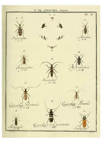 Reproducción/Reproduction 35732853471: Entomologie, ou, Histoire naturelle des insectes :. A Paris :De l'Imprimerie de Baudoin,1789-1808.