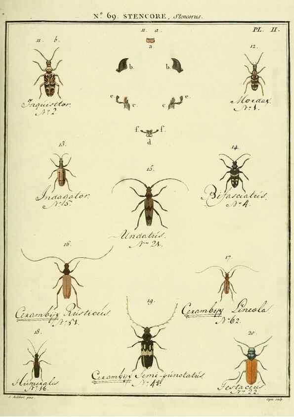 Reproducción/Reproduction 35732853471: Entomologie, ou, Histoire naturelle des insectes :. A Paris :De l'Imprimerie de Baudoin,1789-1808.