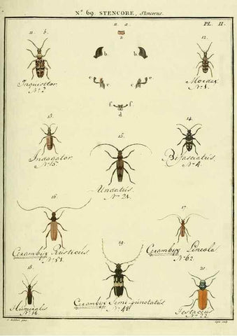Reproducción/Reproduction 35732853471: Entomologie, ou, Histoire naturelle des insectes :. A Paris :De l'Imprimerie de Baudoin,1789-1808.