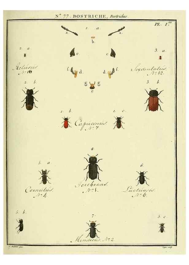 Reproducción/Reproduction 35864720895: Entomologie, ou, Histoire naturelle des insectes :. A Paris :De l'Imprimerie de Baudoin,1789-1808.
