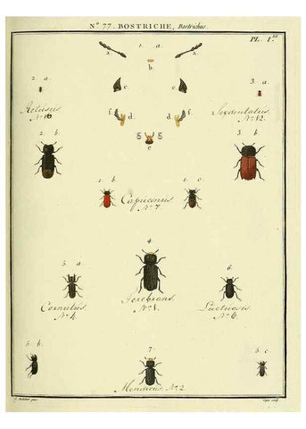 Reproducción/Reproduction 35864720895: Entomologie, ou, Histoire naturelle des insectes :. A Paris :De l'Imprimerie de Baudoin,1789-1808.