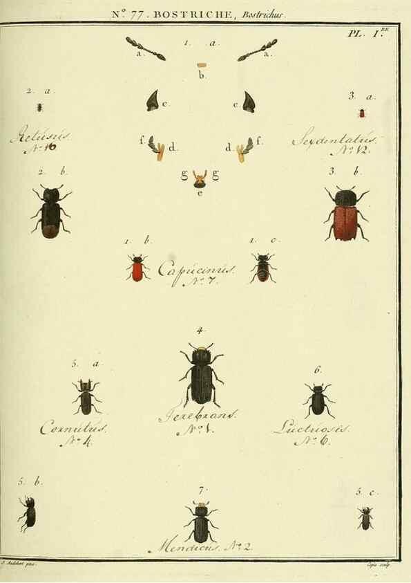 Reproducción/Reproduction 35864720895: Entomologie, ou, Histoire naturelle des insectes :. A Paris :De l'Imprimerie de Baudoin,1789-1808.