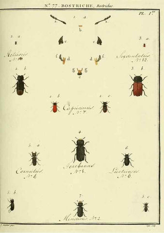 Reproducción/Reproduction 35864720895: Entomologie, ou, Histoire naturelle des insectes :. A Paris :De l'Imprimerie de Baudoin,1789-1808.