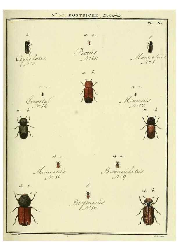 Reproducción/Reproduction 35864722985: Entomologie, ou, Histoire naturelle des insectes :. A Paris :De l'Imprimerie de Baudoin,1789-1808.