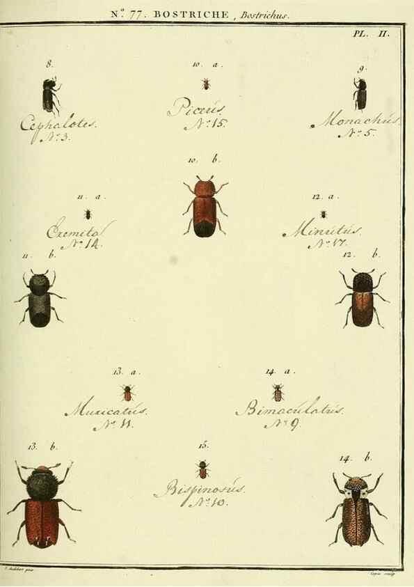 Reproducción/Reproduction 35864722985: Entomologie, ou, Histoire naturelle des insectes :. A Paris :De l'Imprimerie de Baudoin,1789-1808.