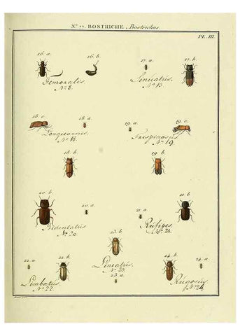 Reproducción/Reproduction 35864725315: Entomologie, ou, Histoire naturelle des insectes :. A Paris :De l'Imprimerie de Baudoin,1789-1808.