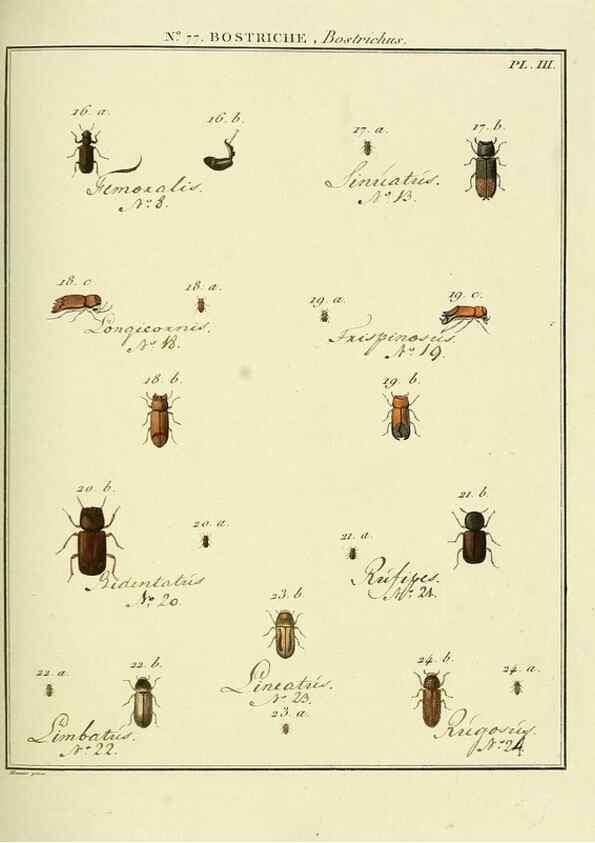 Reproducción/Reproduction 35864725315: Entomologie, ou, Histoire naturelle des insectes :. A Paris :De l'Imprimerie de Baudoin,1789-1808.