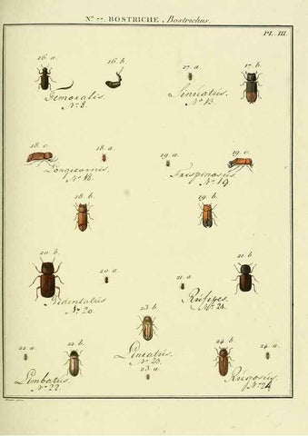 Reproducción/Reproduction 35864725315: Entomologie, ou, Histoire naturelle des insectes :. A Paris :De l'Imprimerie de Baudoin,1789-1808.