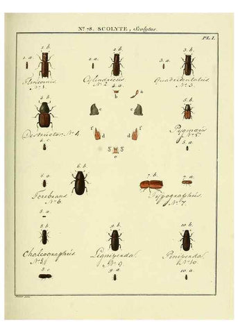 Reproducción/Reproduction 35864727355: Entomologie, ou, Histoire naturelle des insectes :. A Paris :De l'Imprimerie de Baudoin,1789-1808.