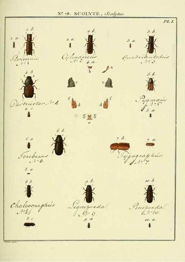 Reproducción/Reproduction 35864727355: Entomologie, ou, Histoire naturelle des insectes :. A Paris :De l'Imprimerie de Baudoin,1789-1808.