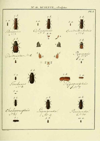 Reproducción/Reproduction 35864727355: Entomologie, ou, Histoire naturelle des insectes :. A Paris :De l'Imprimerie de Baudoin,1789-1808.