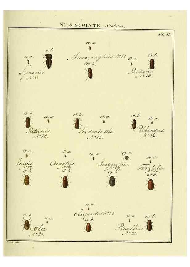 Reproducción/Reproduction 35864729395: Entomologie, ou, Histoire naturelle des insectes :. A Paris :De l'Imprimerie de Baudoin,1789-1808.
