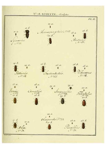 Reproducción/Reproduction 35864729395: Entomologie, ou, Histoire naturelle des insectes :. A Paris :De l'Imprimerie de Baudoin,1789-1808.