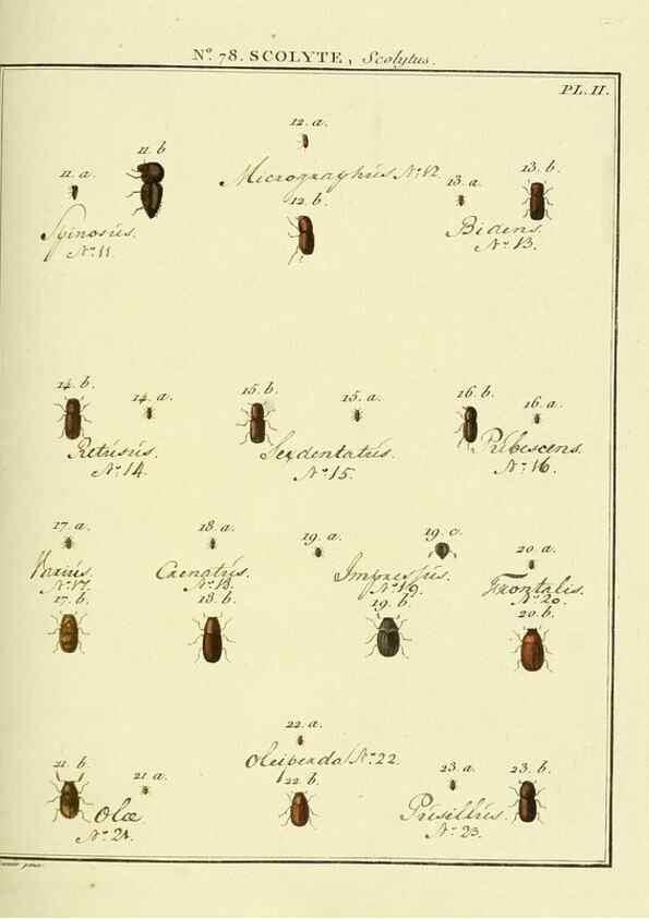 Reproducción/Reproduction 35864729395: Entomologie, ou, Histoire naturelle des insectes :. A Paris :De l'Imprimerie de Baudoin,1789-1808.