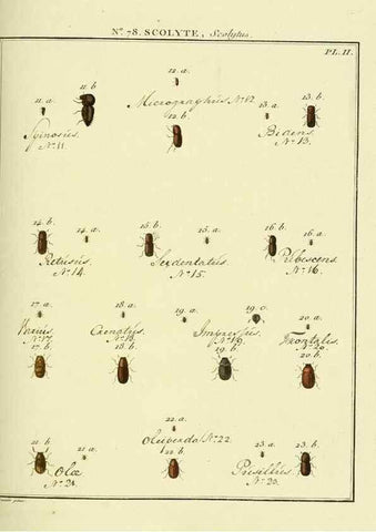 Reproducción/Reproduction 35864729395: Entomologie, ou, Histoire naturelle des insectes :. A Paris :De l'Imprimerie de Baudoin,1789-1808.