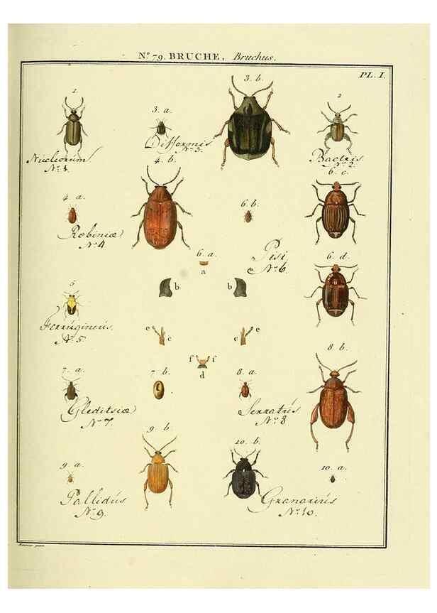 Reproducción/Reproduction 35824063696: Entomologie, ou, Histoire naturelle des insectes :. A Paris :De l'Imprimerie de Baudoin,1789-1808.