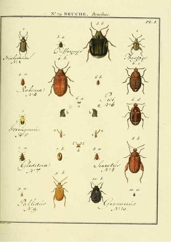 Reproducción/Reproduction 35824063696: Entomologie, ou, Histoire naturelle des insectes :. A Paris :De l'Imprimerie de Baudoin,1789-1808.