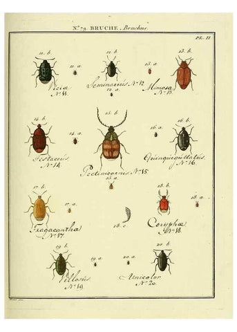 Reproducción/Reproduction 35824064826: Entomologie, ou, Histoire naturelle des insectes :. A Paris :De l'Imprimerie de Baudoin,1789-1808.