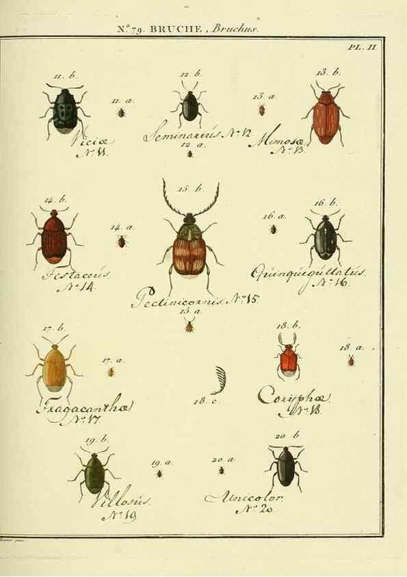 Reproducción/Reproduction 35824064826: Entomologie, ou, Histoire naturelle des insectes :. A Paris :De l'Imprimerie de Baudoin,1789-1808.