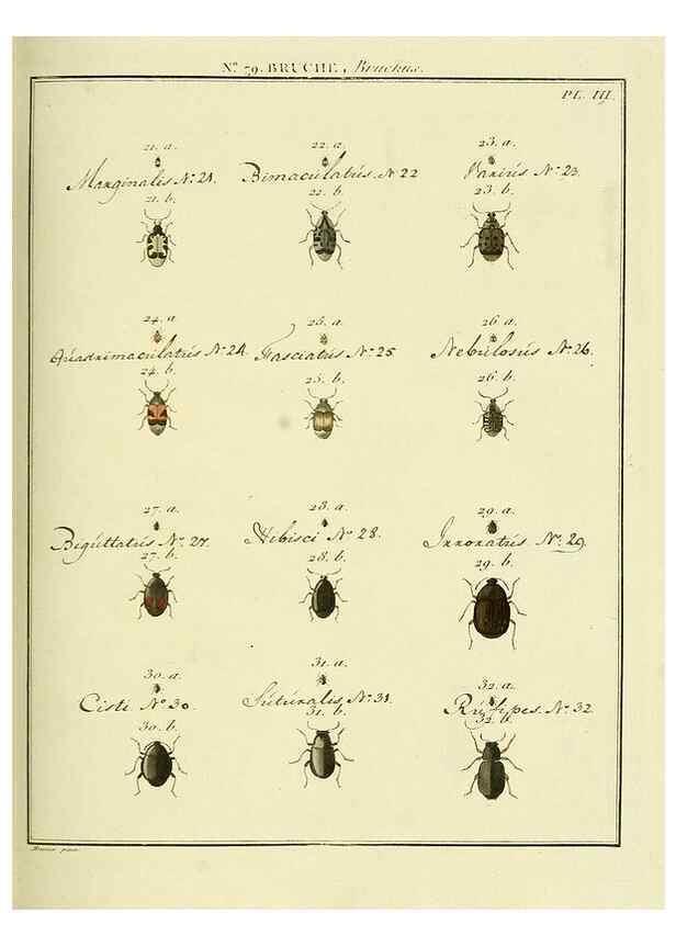 Reproducción/Reproduction 35824066346: Entomologie, ou, Histoire naturelle des insectes :. A Paris :De l'Imprimerie de Baudoin,1789-1808.