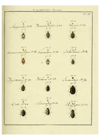 Reproducción/Reproduction 35824066346: Entomologie, ou, Histoire naturelle des insectes :. A Paris :De l'Imprimerie de Baudoin,1789-1808.