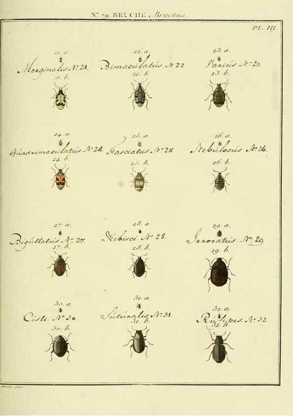 Reproducción/Reproduction 35824066346: Entomologie, ou, Histoire naturelle des insectes :. A Paris :De l'Imprimerie de Baudoin,1789-1808.