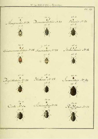 Reproducción/Reproduction 35824066346: Entomologie, ou, Histoire naturelle des insectes :. A Paris :De l'Imprimerie de Baudoin,1789-1808.