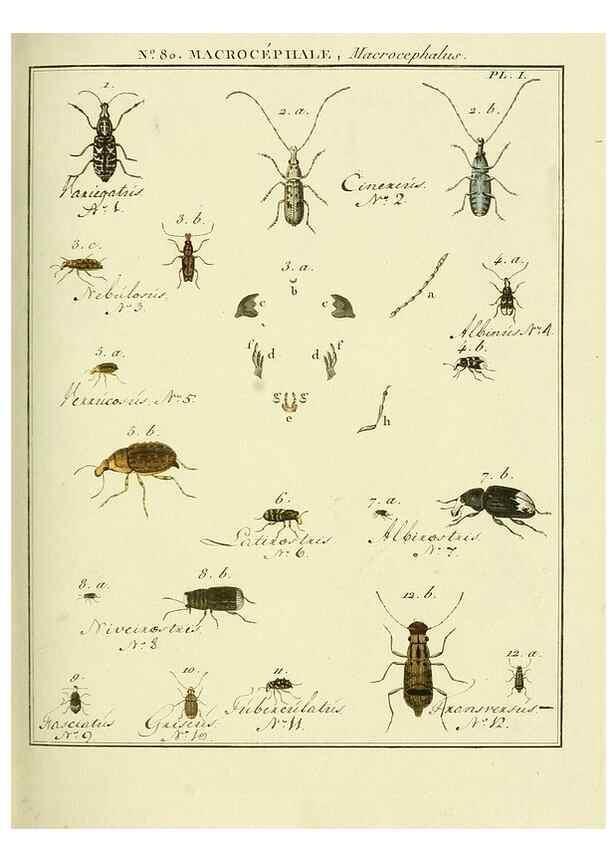 Reproducción/Reproduction 35695410582: Entomologie, ou, Histoire naturelle des insectes :. A Paris :De l'Imprimerie de Baudoin,1789-1808.