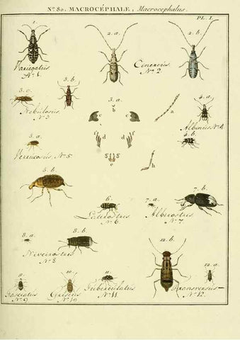 Reproducción/Reproduction 35695410582: Entomologie, ou, Histoire naturelle des insectes :. A Paris :De l'Imprimerie de Baudoin,1789-1808.