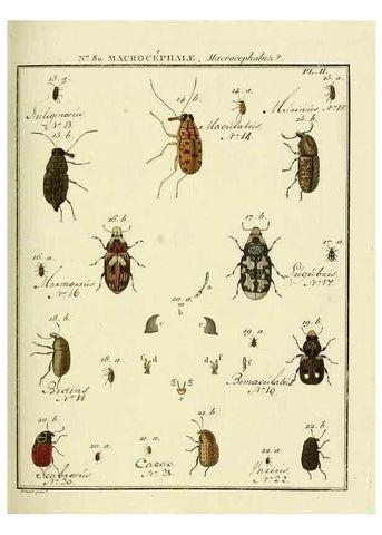 Reproducción/Reproduction 35695413972: Entomologie, ou, Histoire naturelle des insectes :. A Paris :De l'Imprimerie de Baudoin,1789-1808.
