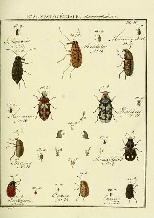 Reproducción/Reproduction 35695413972: Entomologie, ou, Histoire naturelle des insectes :. A Paris :De l'Imprimerie de Baudoin,1789-1808.