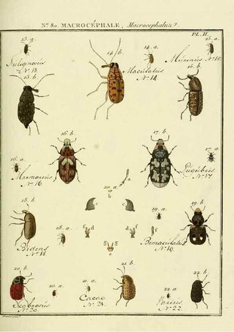 Reproducción/Reproduction 35695413972: Entomologie, ou, Histoire naturelle des insectes :. A Paris :De l'Imprimerie de Baudoin,1789-1808.