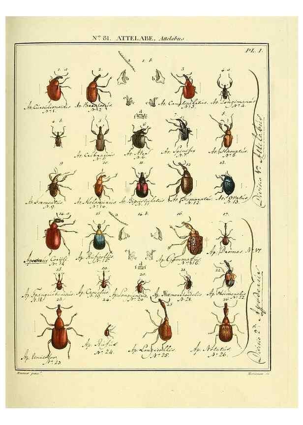Reproducción/Reproduction 35864740585: Entomologie, ou, Histoire naturelle des insectes :. A Paris :De l'Imprimerie de Baudoin,1789-1808.