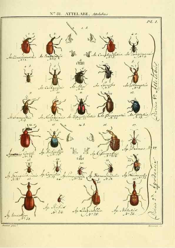 Reproducción/Reproduction 35864740585: Entomologie, ou, Histoire naturelle des insectes :. A Paris :De l'Imprimerie de Baudoin,1789-1808.