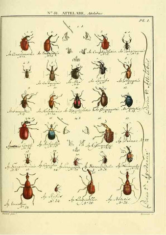 Reproducción/Reproduction 35864740585: Entomologie, ou, Histoire naturelle des insectes :. A Paris :De l'Imprimerie de Baudoin,1789-1808.