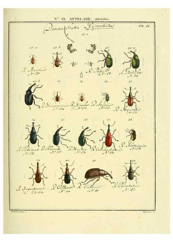 Reproducción/Reproduction 35864741865: Entomologie, ou, Histoire naturelle des insectes :. A Paris :De l'Imprimerie de Baudoin,1789-1808.