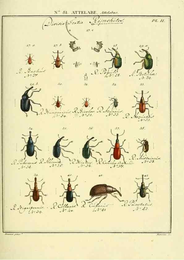 Reproducción/Reproduction 35864741865: Entomologie, ou, Histoire naturelle des insectes :. A Paris :De l'Imprimerie de Baudoin,1789-1808.