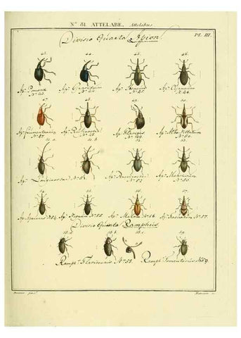 Reproducción/Reproduction 35864743755: Entomologie, ou, Histoire naturelle des insectes :. A Paris :De l'Imprimerie de Baudoin,1789-1808.