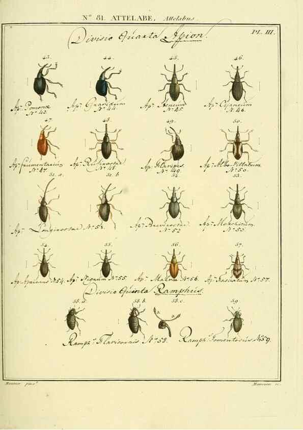 Reproducción/Reproduction 35864743755: Entomologie, ou, Histoire naturelle des insectes :. A Paris :De l'Imprimerie de Baudoin,1789-1808.