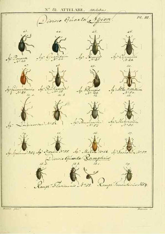 Reproducción/Reproduction 35864743755: Entomologie, ou, Histoire naturelle des insectes :. A Paris :De l'Imprimerie de Baudoin,1789-1808.