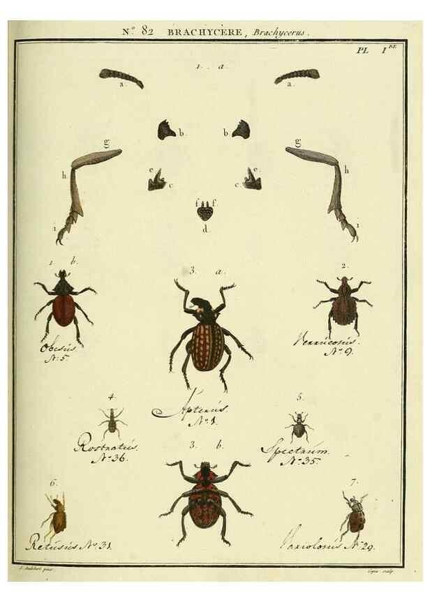 Reproducción/Reproduction 35864745505: Entomologie, ou, Histoire naturelle des insectes :. A Paris :De l'Imprimerie de Baudoin,1789-1808.