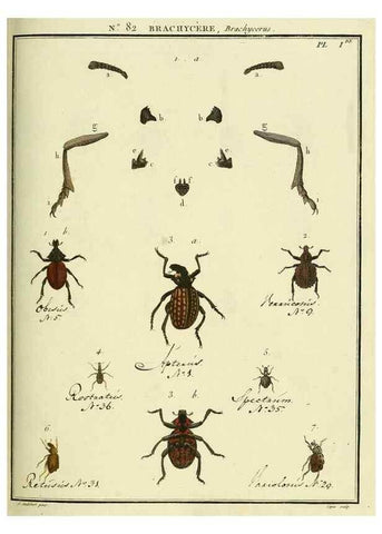 Reproducción/Reproduction 35864745505: Entomologie, ou, Histoire naturelle des insectes :. A Paris :De l'Imprimerie de Baudoin,1789-1808.