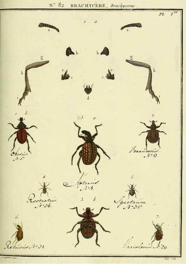 Reproducción/Reproduction 35864745505: Entomologie, ou, Histoire naturelle des insectes :. A Paris :De l'Imprimerie de Baudoin,1789-1808.