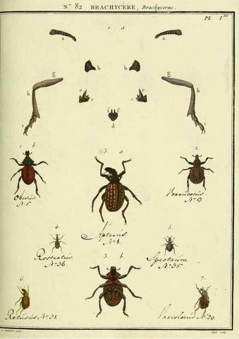 Reproducción/Reproduction 35864745505: Entomologie, ou, Histoire naturelle des insectes :. A Paris :De l'Imprimerie de Baudoin,1789-1808.