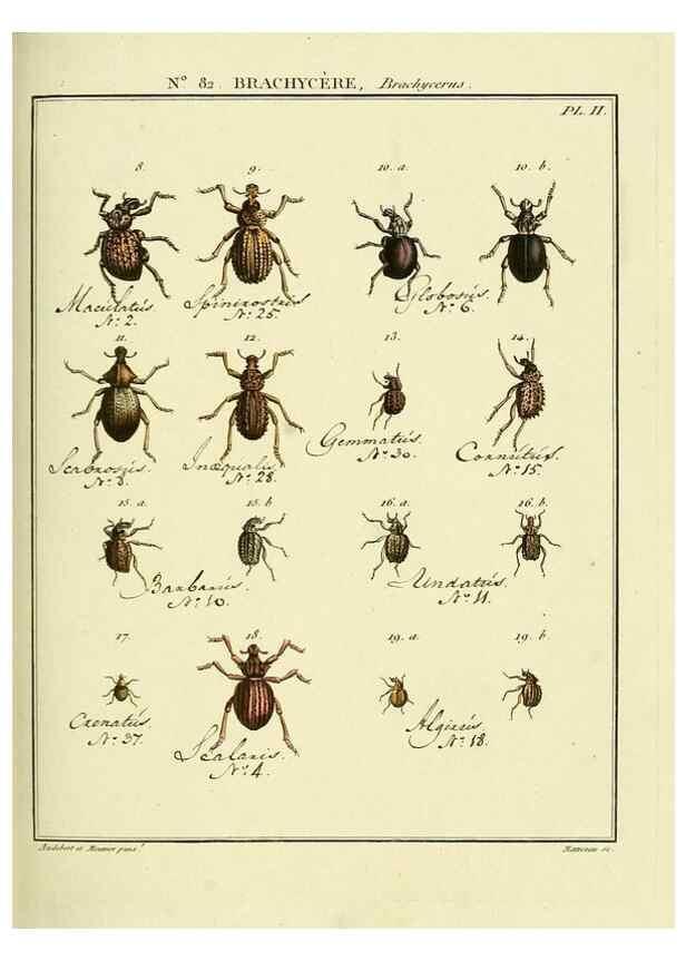 Reproducción/Reproduction 35864747765: Entomologie, ou, Histoire naturelle des insectes :. A Paris :De l'Imprimerie de Baudoin,1789-1808.